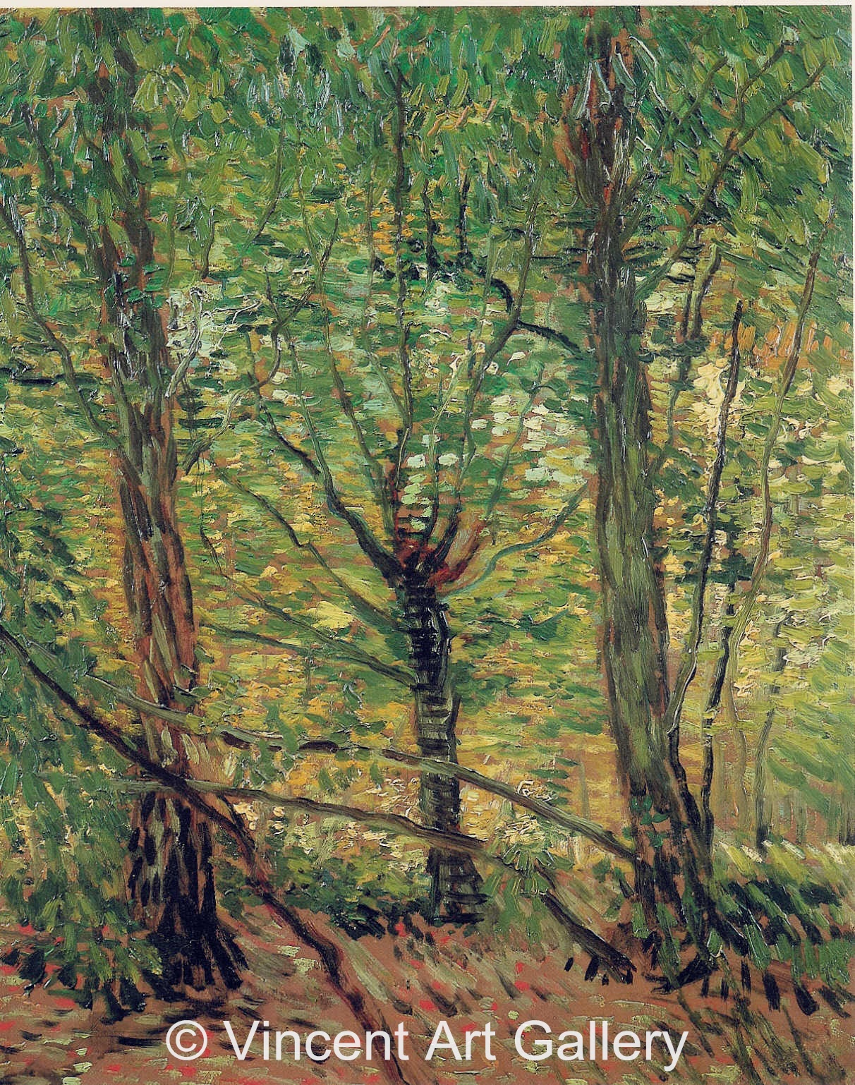 JH1318, Trees and Undergrowth